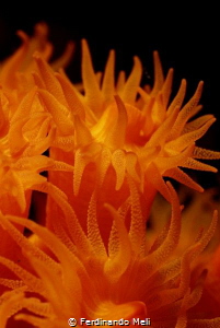 Underwater flames
(Astroides calycularis madrepora) by Ferdinando Meli 